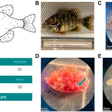 Image result for Lepomis gibbosus