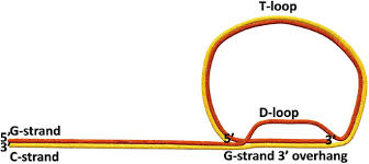 Image result for the end of the t-loop structure