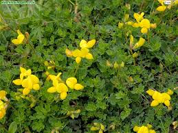 Attēlu rezultāti vaicājumam “Lotus corniculatus”