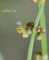 Attēlu rezultāti vaicājumam “Rumex acetosa flower”