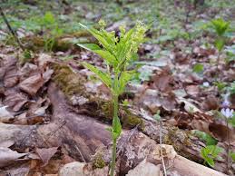 Attēlu rezultāti vaicājumam “Mercurialis perennis bud”