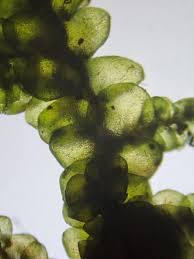 Attēlu rezultāti vaicājumam “Frullania tamarisci macro”