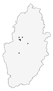 Attēlu rezultāti vaicājumam “Diurnea lipsiella male”