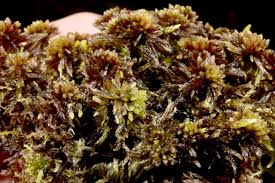 Attēlu rezultāti vaicājumam “Sphagnum balticum”