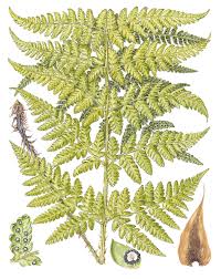 Attēlu rezultāti vaicājumam “Dryopteris dilatata”