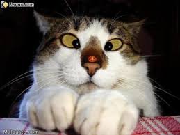 images?q=tbn:ANd9GcRGBLkaAGmc2jkxWYGoq1e1chmBsU4cV2TpCDf89RhU05SbehvT