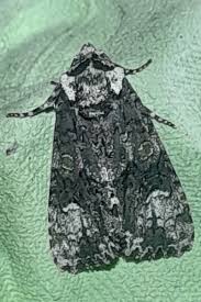 Attēlu rezultāti vaicājumam “Craniophora ligustri imago”