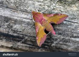 Attēlu rezultāti vaicājumam “Deilephila porcellus”