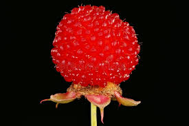 Attēlu rezultāti vaicājumam “Rubus illecebrosus”