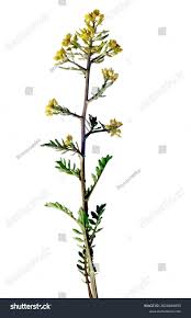 Attēlu rezultāti vaicājumam “Rorippa palustris flower”
