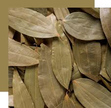 Attēlu rezultāti vaicājumam “Cinna latifolia leaf”