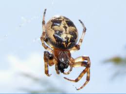 Attēlu rezultāti vaicājumam “Larinioides cornutus”