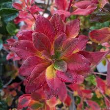 Attēlu rezultāti vaicājumam “Enkianthus chinensis leaf”