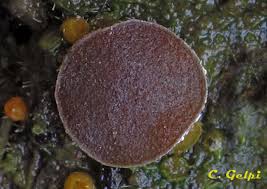 Attēlu rezultāti vaicājumam “Ascobolus furfuraceus”