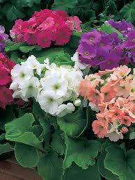 Image result for Primula obconica