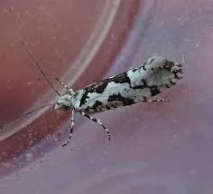 Attēlu rezultāti vaicājumam “Ypsolopha sequella”