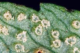 Attēlu rezultāti vaicājumam “Ochropsora ariae”