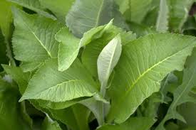 Attēlu rezultāti vaicājumam “Inula helenium leaf”