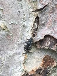 Attēlu rezultāti vaicājumam “Megatoma undata”