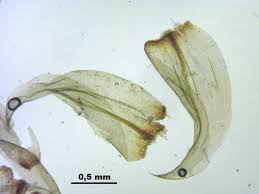 Attēlu rezultāti vaicājumam “Hamatocaulis vernicosus”