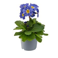 Attēlu rezultāti vaicājumam “Primula elatior flower”