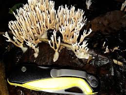 Attēlu rezultāti vaicājumam “Lentaria”