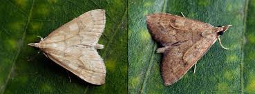 Attēlu rezultāti vaicājumam “Udea fulvalis”