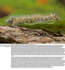 Attēlu rezultāti vaicājumam “Phalera bucephala imago”