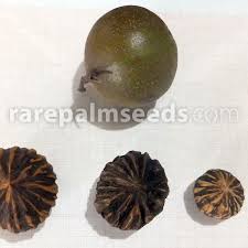 Attēlu rezultāti vaicājumam “Juglans x sinensis fruit”