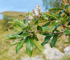 Attēlu rezultāti vaicājumam “Salix myrsinifolia”