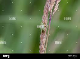 Attēlu rezultāti vaicājumam “Adelphocoris quadripunctatus”