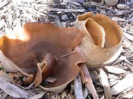 Attēlu rezultāti vaicājumam “Peziza repanda”