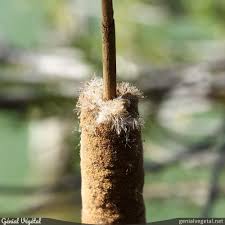 Attēlu rezultāti vaicājumam “Typha angustifolia  fruit”
