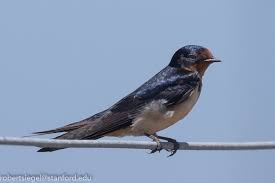 Attēlu rezultāti vaicājumam “Hirundinidae”