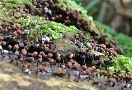 Attēlu rezultāti vaicājumam “Cribraria piriformis”