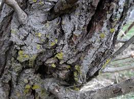 Attēlu rezultāti vaicājumam “Salix caprea fruit”
