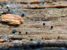 Attēlu rezultāti vaicājumam “Licea minima macro”