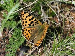 Attēlu rezultāti vaicājumam “Issoria lathonia upperside”