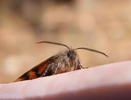 Attēlu rezultāti vaicājumam “Boudinotiana notha”