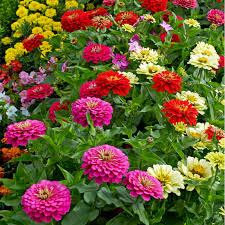 Image result for Zinnia elegans