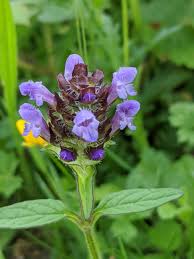Attēlu rezultāti vaicājumam “Prunella vulgaris”