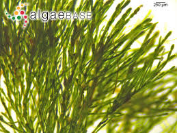 Imagini pentru Cladophora aegagropila