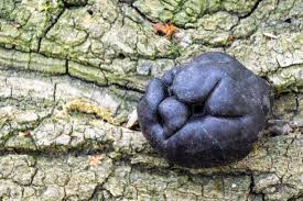 Attēlu rezultāti vaicājumam “Daldinia concentrica”