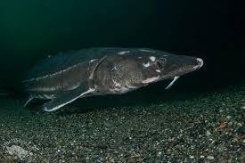 Image result for Acipenser medirostris