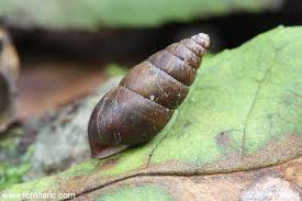 Attēlu rezultāti vaicājumam “Ena montana”