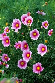 Image result for Schmuckkörbchen