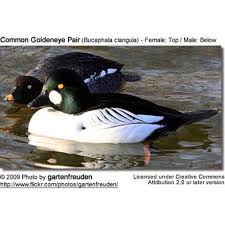 Attēlu rezultāti vaicājumam “Bucephala clangula”