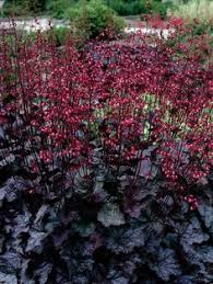 Image result for Heuchera `Swirling Fantasy`