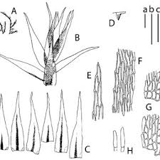 Attēlu rezultāti vaicājumam “Rhynchostegiella tenella”
