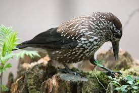 Attēlu rezultāti vaicājumam “Nucifraga caryocatactes”